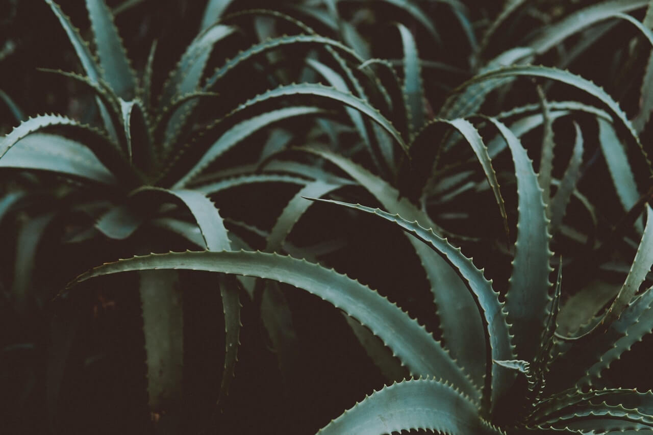 Aloe Vera Plants