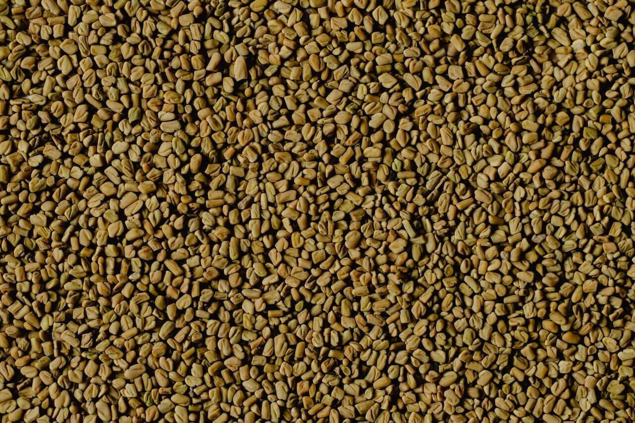 Fenugreek seeds