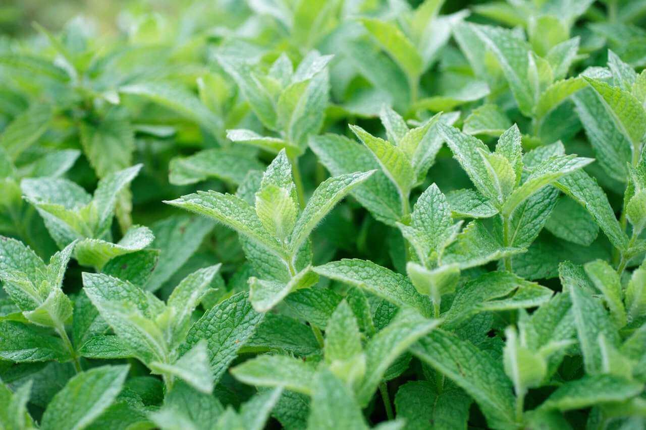 Peppermint plant