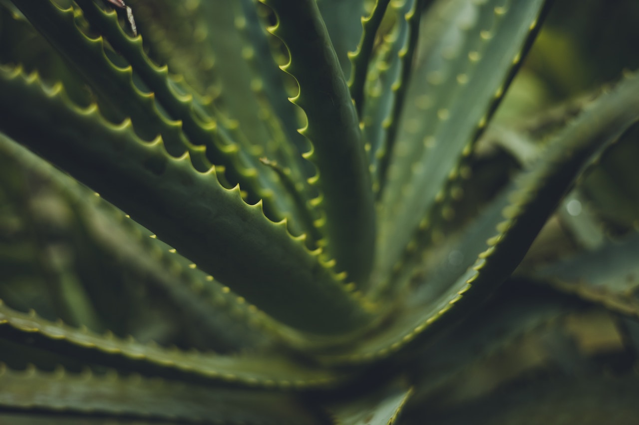 Does Aloe Vera Help With Scalp Health?