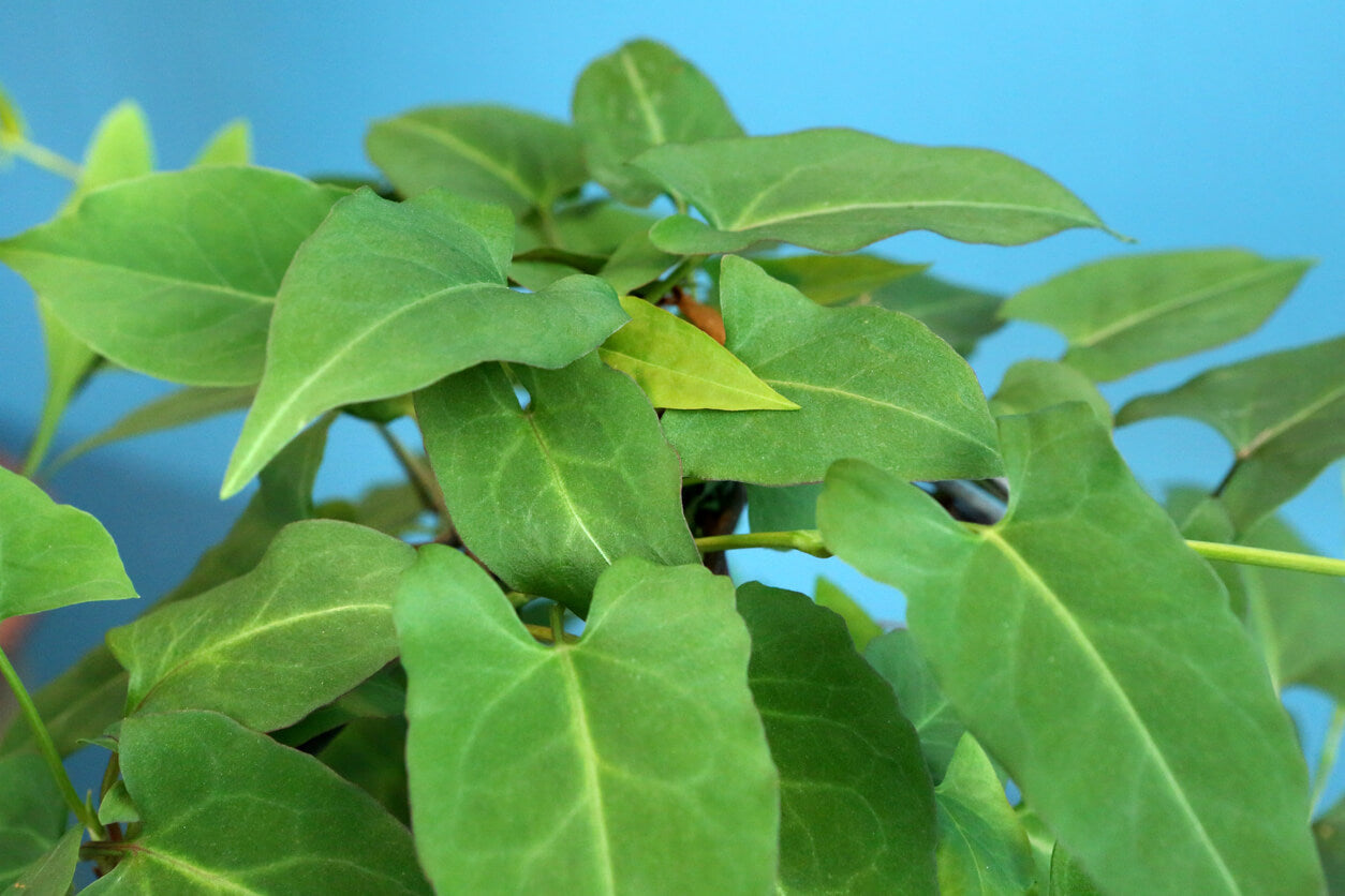 What Is Fo-Ti? How This Chinese Herb Could Benefit Your Hair