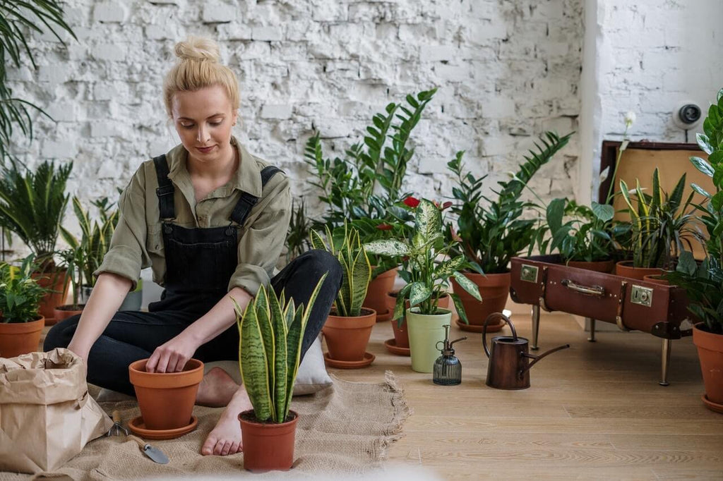 can houseplants help reduce stress