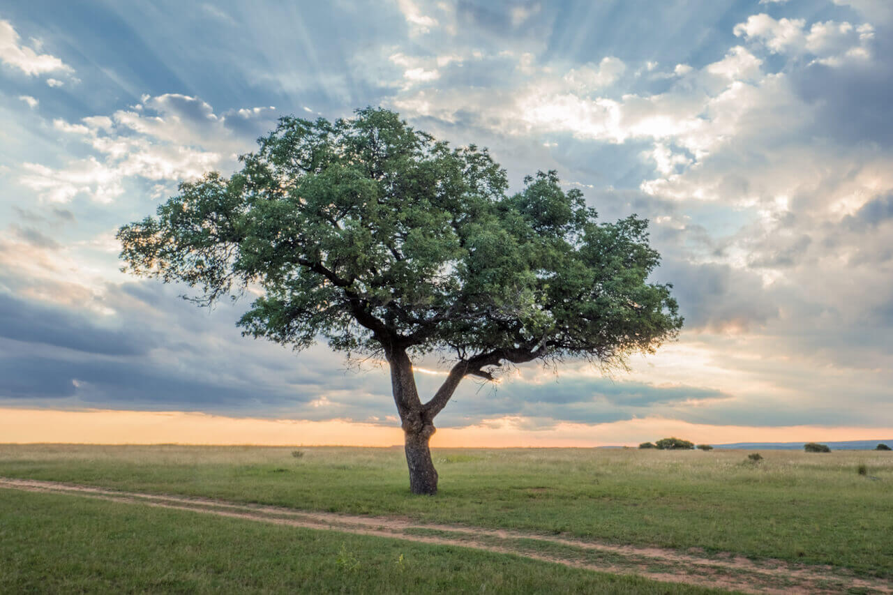 How VEGAMOUR's Sister Company Southern Botanica Empowers Women in Southern Africa