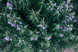 Does Rosemary Oil Really Help With Hair Growth?