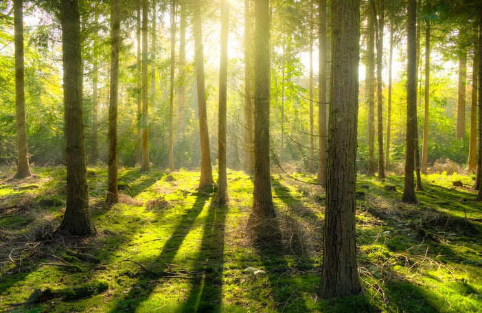Forest Bathing Benefits  How Shinrin-Yoku Can Sooth Your Body & Mind