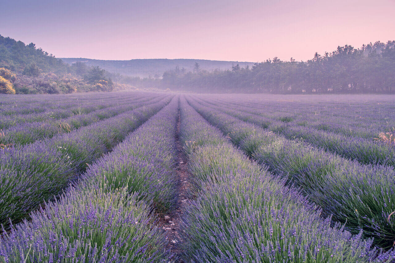 Lavender field