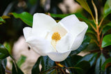 Magnolia tree bloom