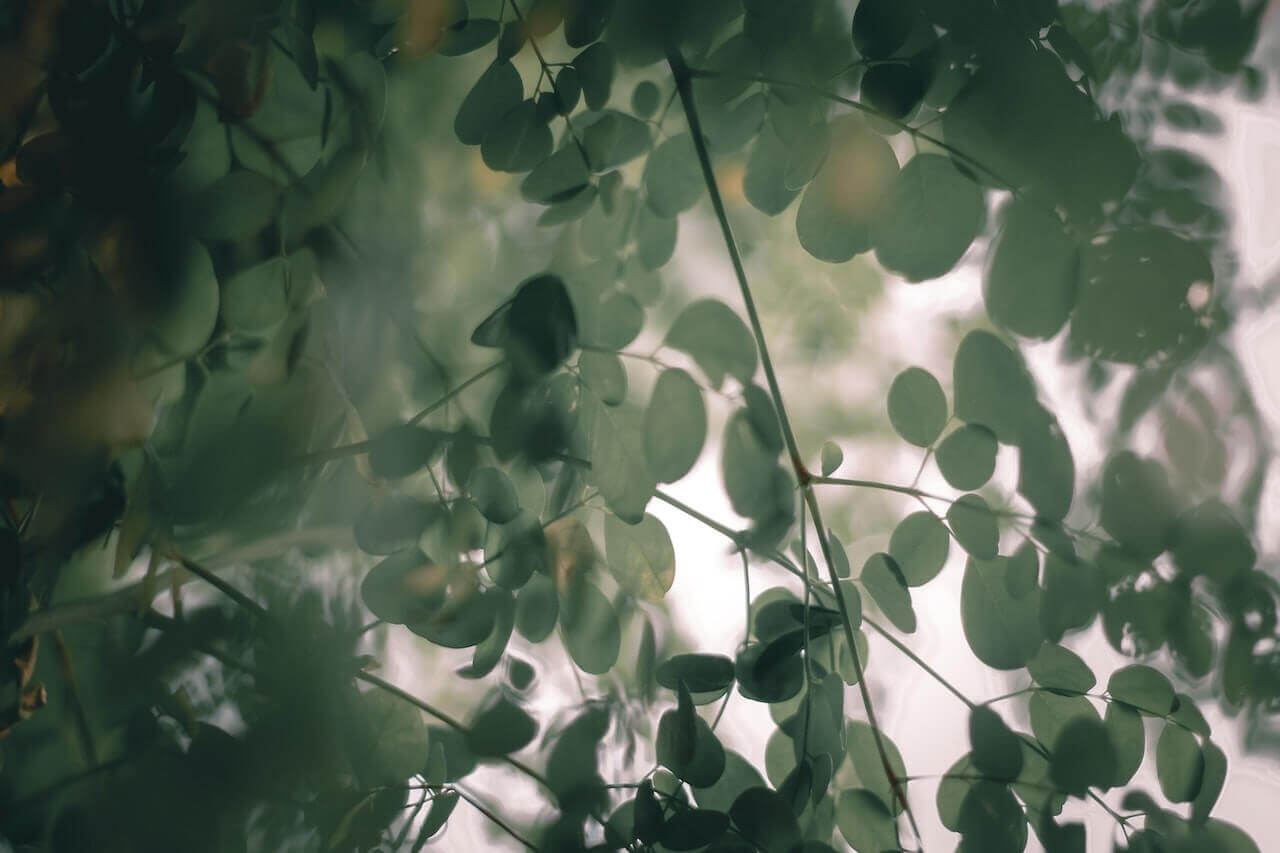 Moringa leaves