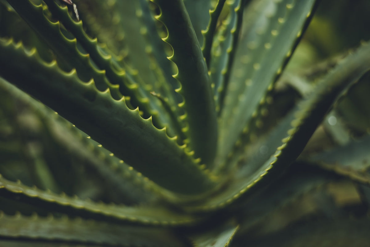 Does Aloe Vera Help With Scalp Health? | Hair, Lash & Brows | VEGAMOUR
