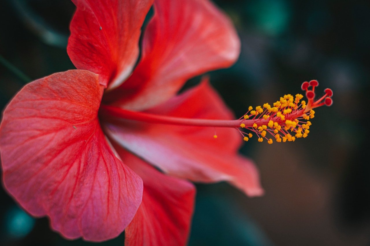 Is Hibiscus Good for Hair Growth?