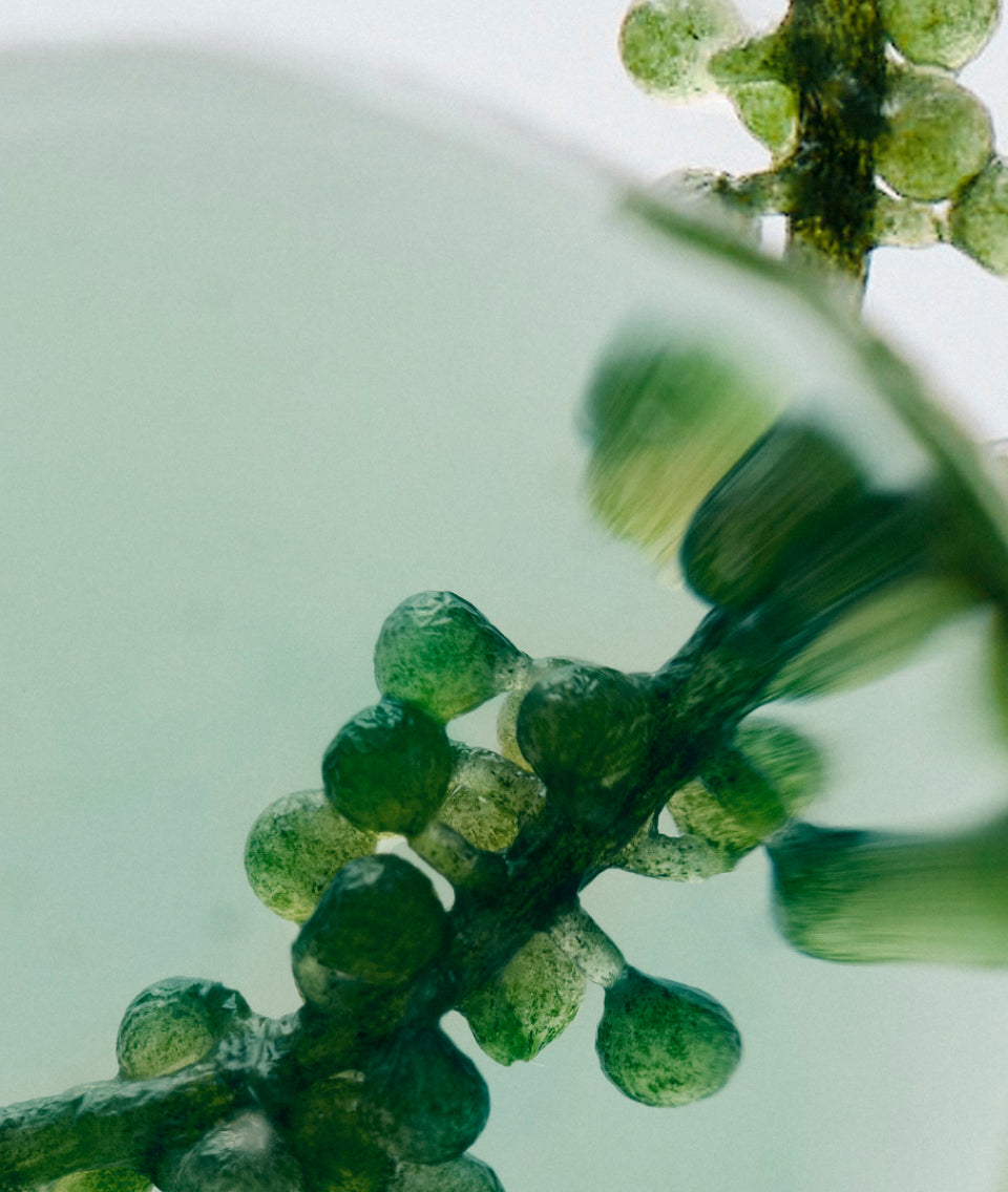 GRO+ Advanced Hair Serum Key Ingredient