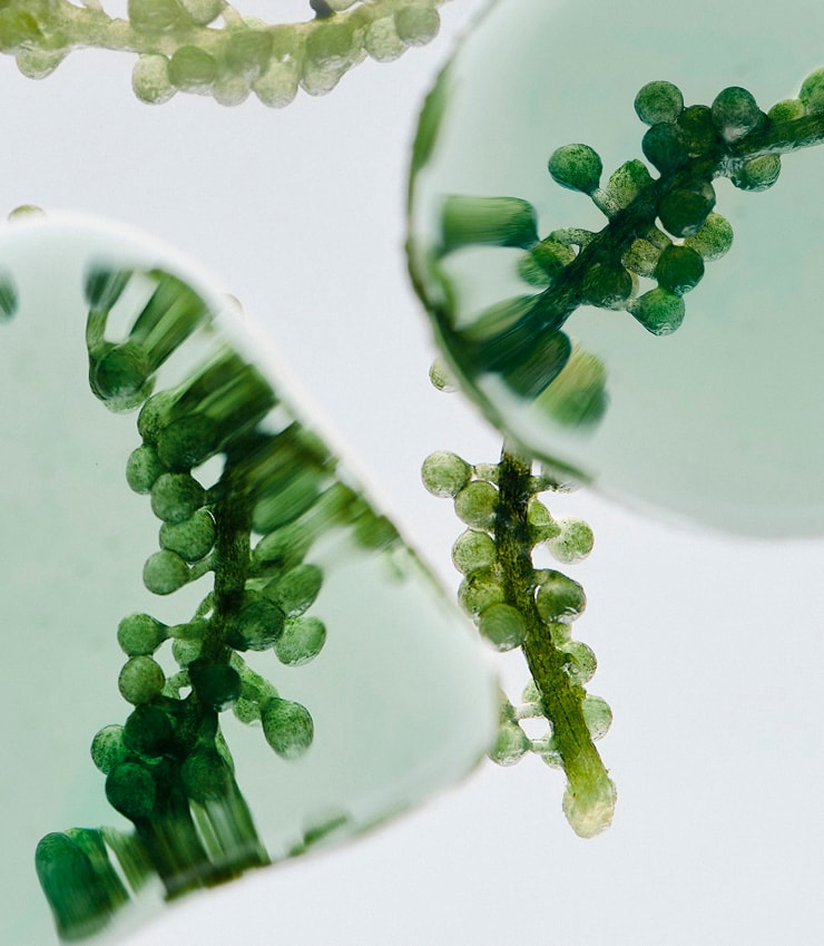 Plant Exosomes